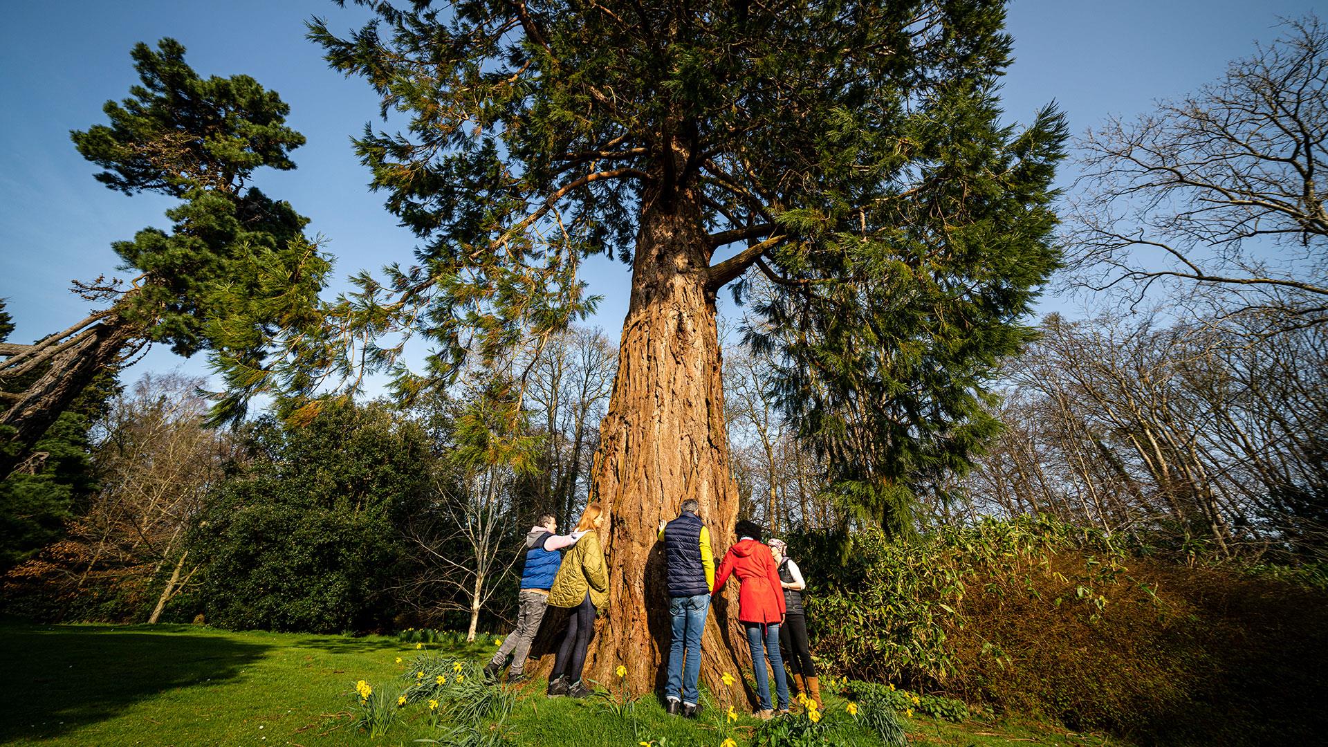 Group standing around a tree enjoying the Journey into Stillness experience