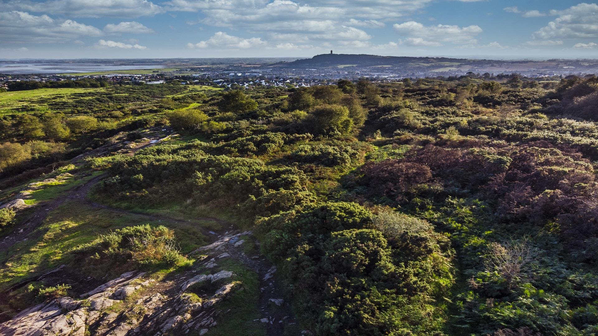 An aerial photo of the Country Park showing the expanse of forest, with Scrabo Tower in the background