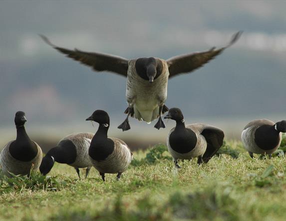 Brent Geese on land