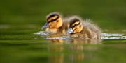 2 young ducklings swimming in the water.