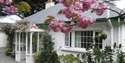 Front view of cottage in Springtime. Cherry blossom in the foreground and whitewashed cottage with quaint entrance porch and stone street.
