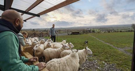Group watches over Jamese as he talks through the principles of herding sheep