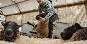 Jamese demonstrates how to shear a sheep during the Sheepdogs At Work experience