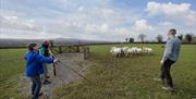 A group gets to test their abilities herding sheep into the pen with shepherd Jamese's assistance