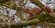 Red squirrels from cottage window