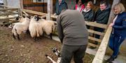 Visitors to Dunfin Farm get up close to sheep and lambs to learn what's involved in raising the animals