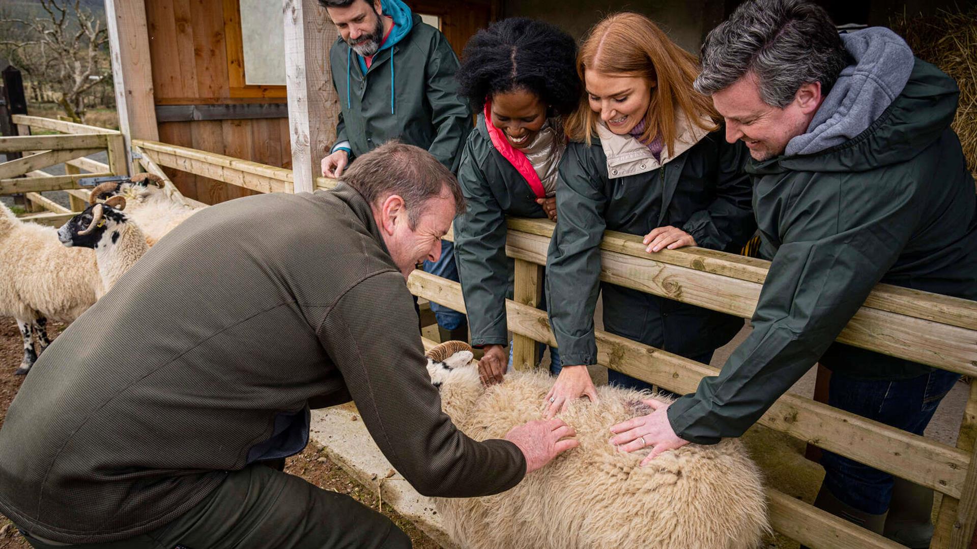 Visitors can stroke the sheep and learn how to handle them with demonstrations from farmer Frank