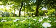 Close up image of green grass covered in white daisy flowers and green leafy trees in Ward Park