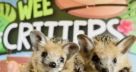 Two hedgehogs held in front of the Wee Critters logo.