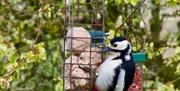 Great spotted woodpecker from cottage window
