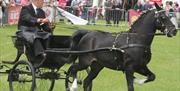 Stylish equestrian events