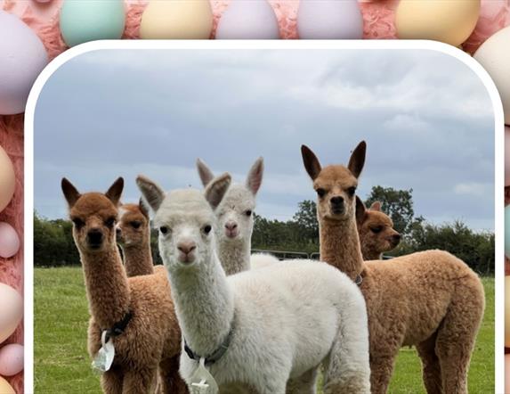 Easter colours alpacas and Easter eggs