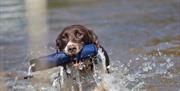 Animals of all kind including gundogs