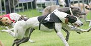 Exciting Lurcher & whippet racing
