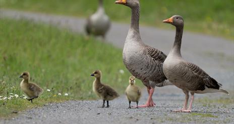 image of gosling family on pathway beside grass verge.
