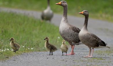 image of gosling family on pathway beside grass verge.