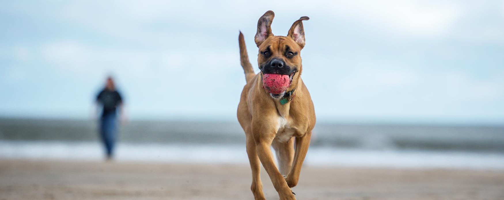 can you take dogs on old hunstanton beach