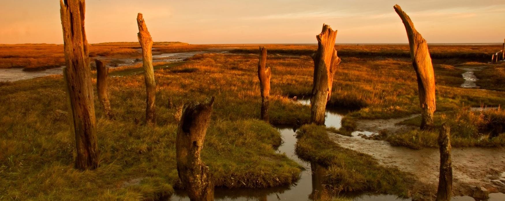 Salt Marshes