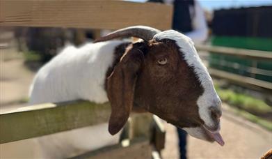 Goofy Goat