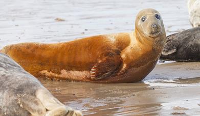 Winterton to Horsey