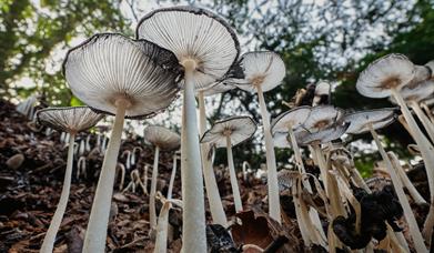 Hare's foot inkcap mushrooms at Sheringham Park