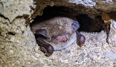 Bat walk at Deepdale Farm