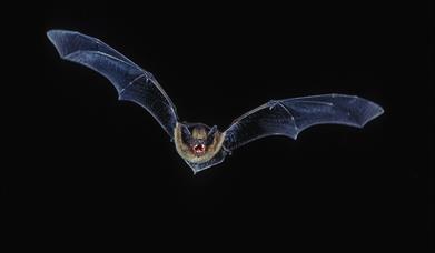 A bat flies through a dark sky
