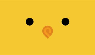 Chick on yellow background