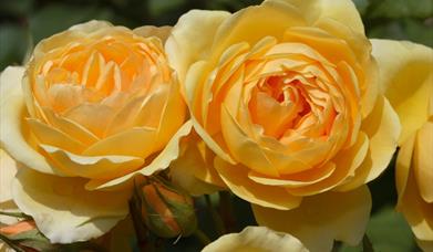 Creake Abbey Plant Lovers' Day