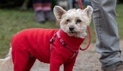 Blickling's Garden of Lights Paws Evening
