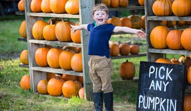 The Pumpkin House