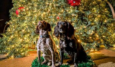 Bark in the Dark Dog Grotto at ROARR!