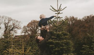 PYO Christmas Tree