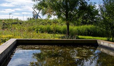 The pond at Horsey with the windpump in the background.