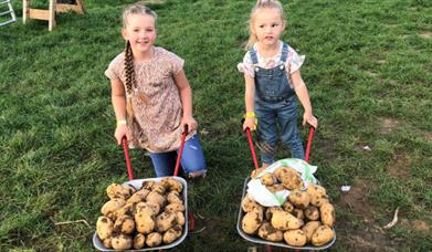 Potato Picking Weekends