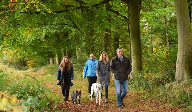 Walkers enjoying a woodland trail at Blickling Estate National Trust Images John Millar