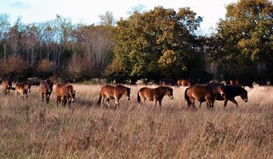 Exmoor Ponies in the landscape at Wild Ken Hill