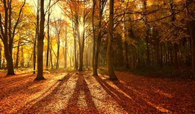 Bacton Wood