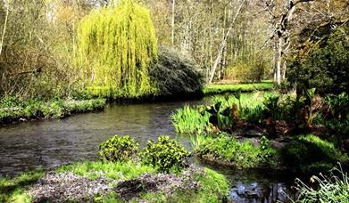 Fairhaven Woodland and Water Garden - Boat Trips