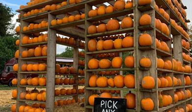 The Pumpkin House