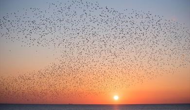 RSPB Snettisham Nature Reserve