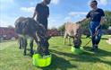 Two donkeys and two handlers.
