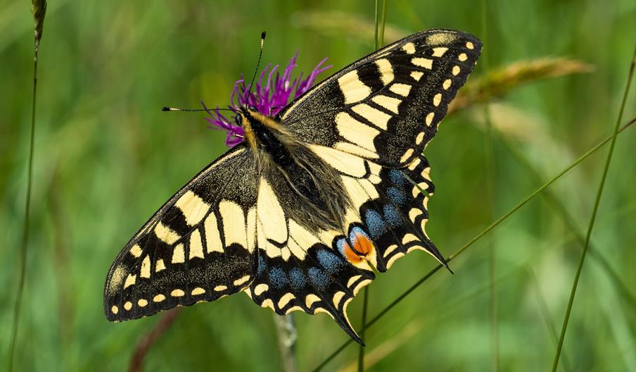 A close up of a swallowtail butterfly on a purple flower.