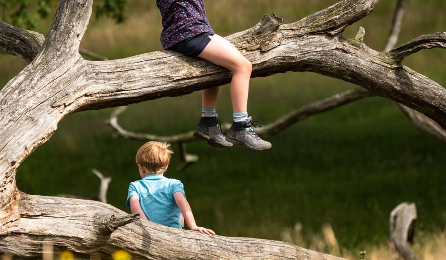 Children explore Felbrigg Estate with binoculars.