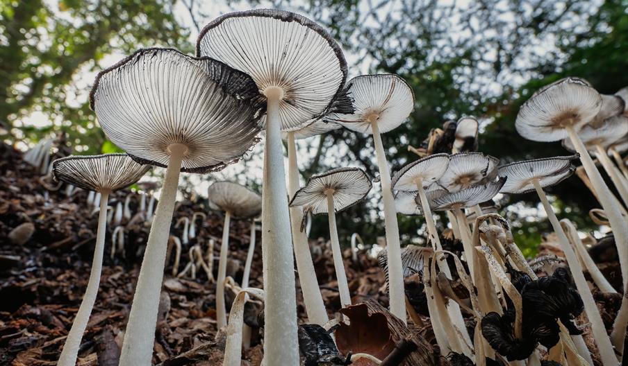 Hare's foot inkcap mushrooms at Sheringham Park
