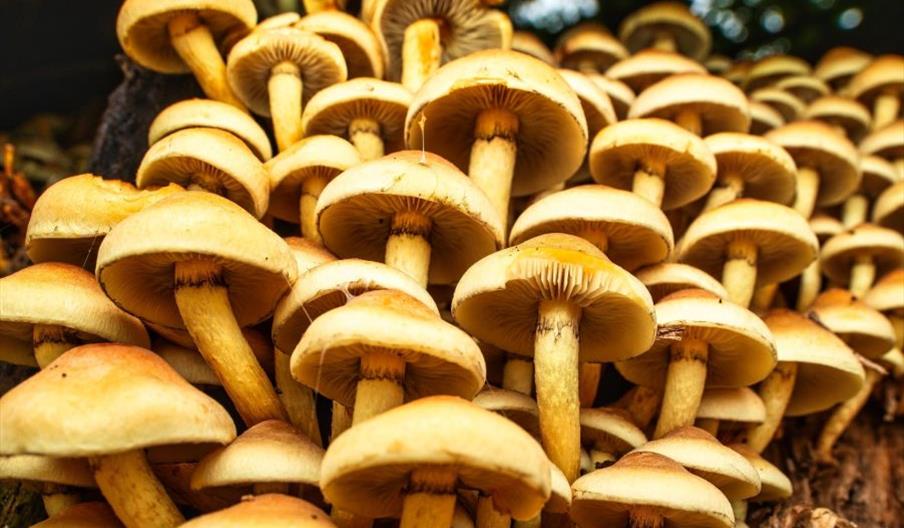 A large cluster of Sheathed Woodtuft mushrooms