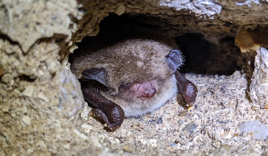 Bat walk at Deepdale Farm
