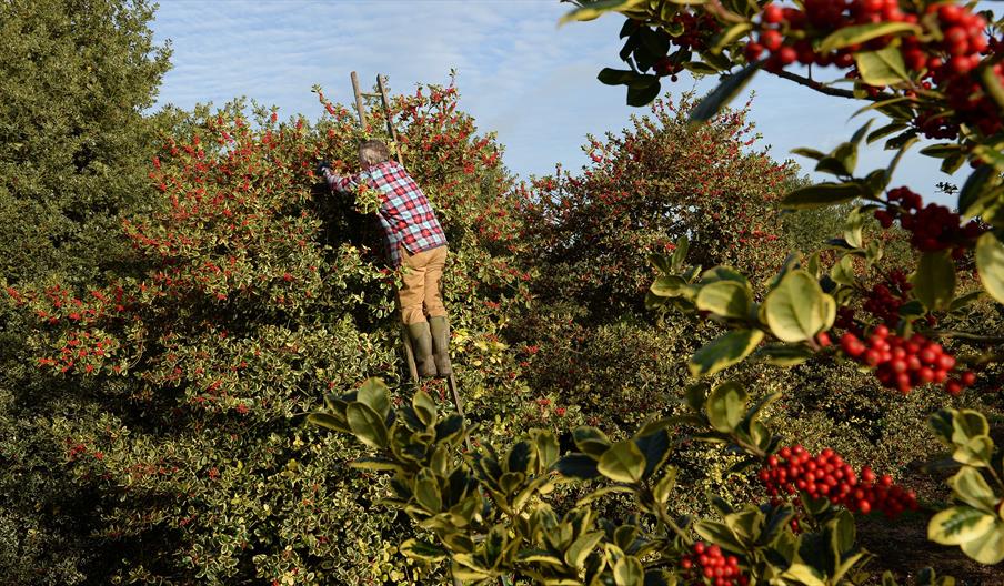 How Hill Holly Orchard