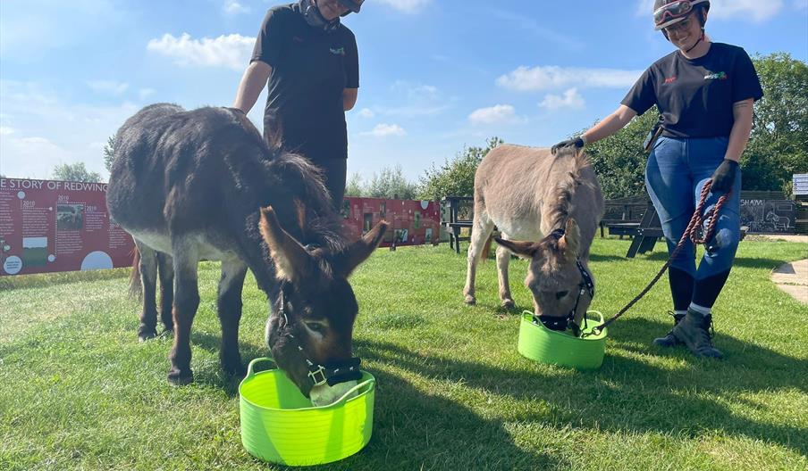 Two donkeys and two handlers.