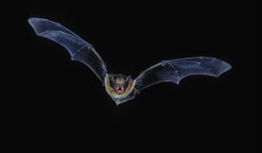 A bat in flight on a black background